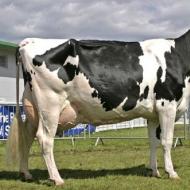 Примерная схема бизнес-плана по разведению коров