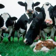 Бизнес на коровах – разведение (бизнес-план)